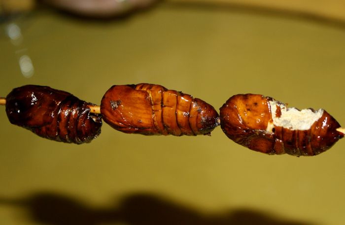 Three fried silkworm lavae on wooden skewers
