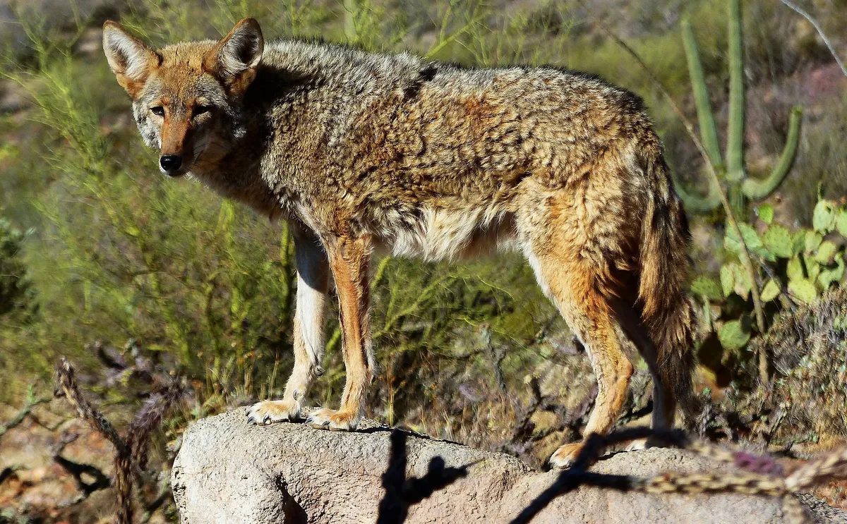 A coyote standing on a rock in an arid, desert-like environment.