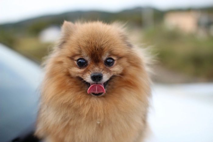 A Pomeranian dog