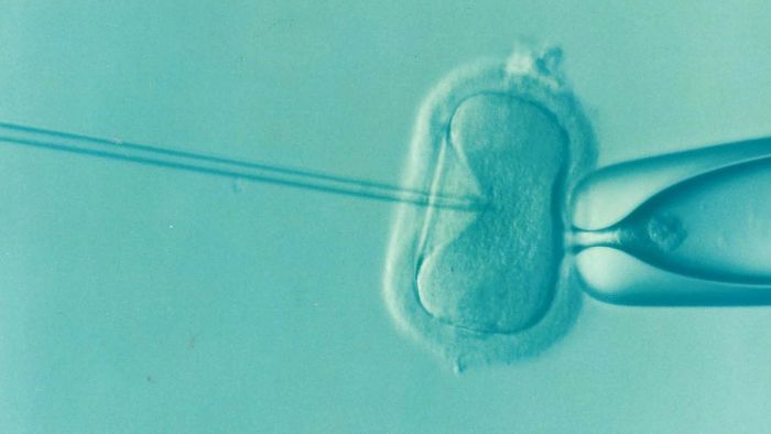 In vitro fertilization viewed through a microscope