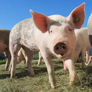 A pig that is not fully grown