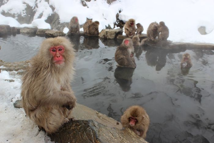 Snow monkeys gathered around a hot pool