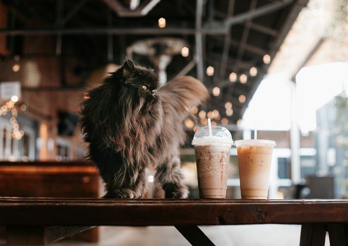 A cat in a cat cafe