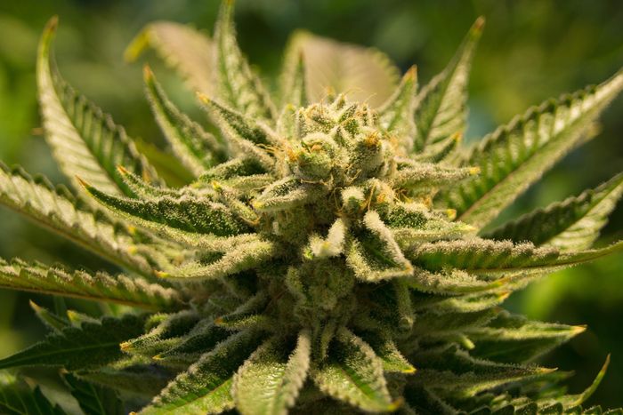 A marijuana plant in close-up