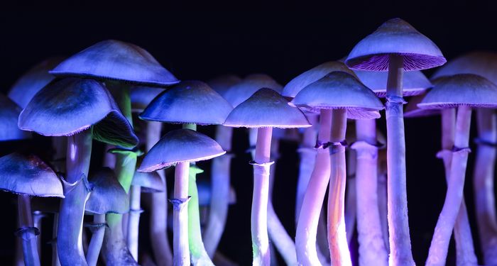 Psilocybin containing mushrooms with purple lighting