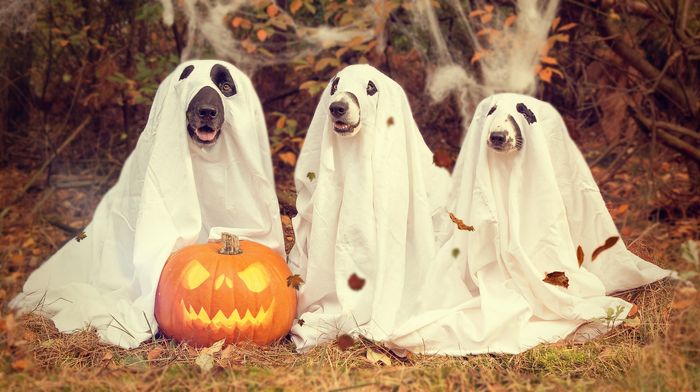 Three dogs in ghost costumes next to a jack-o'-lantern