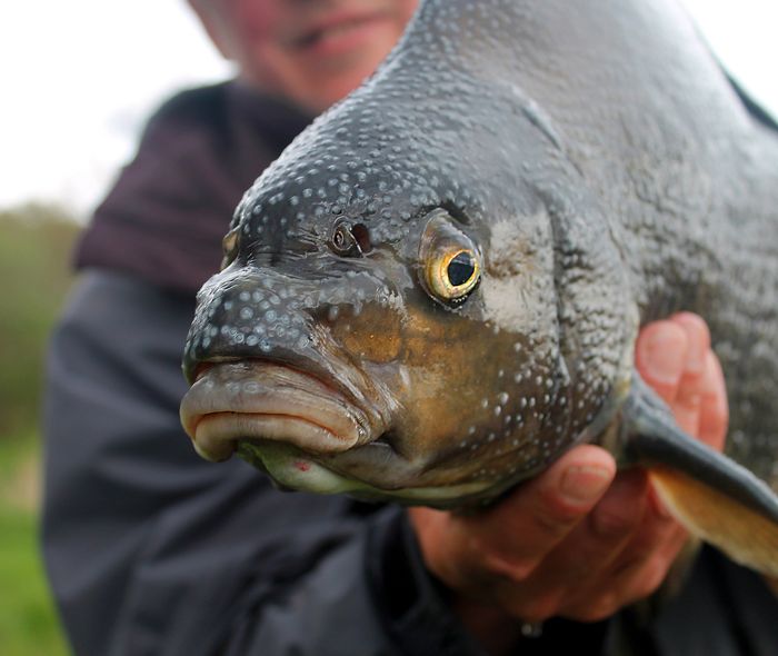 A fish that has been caught and is being held by a fisherman.