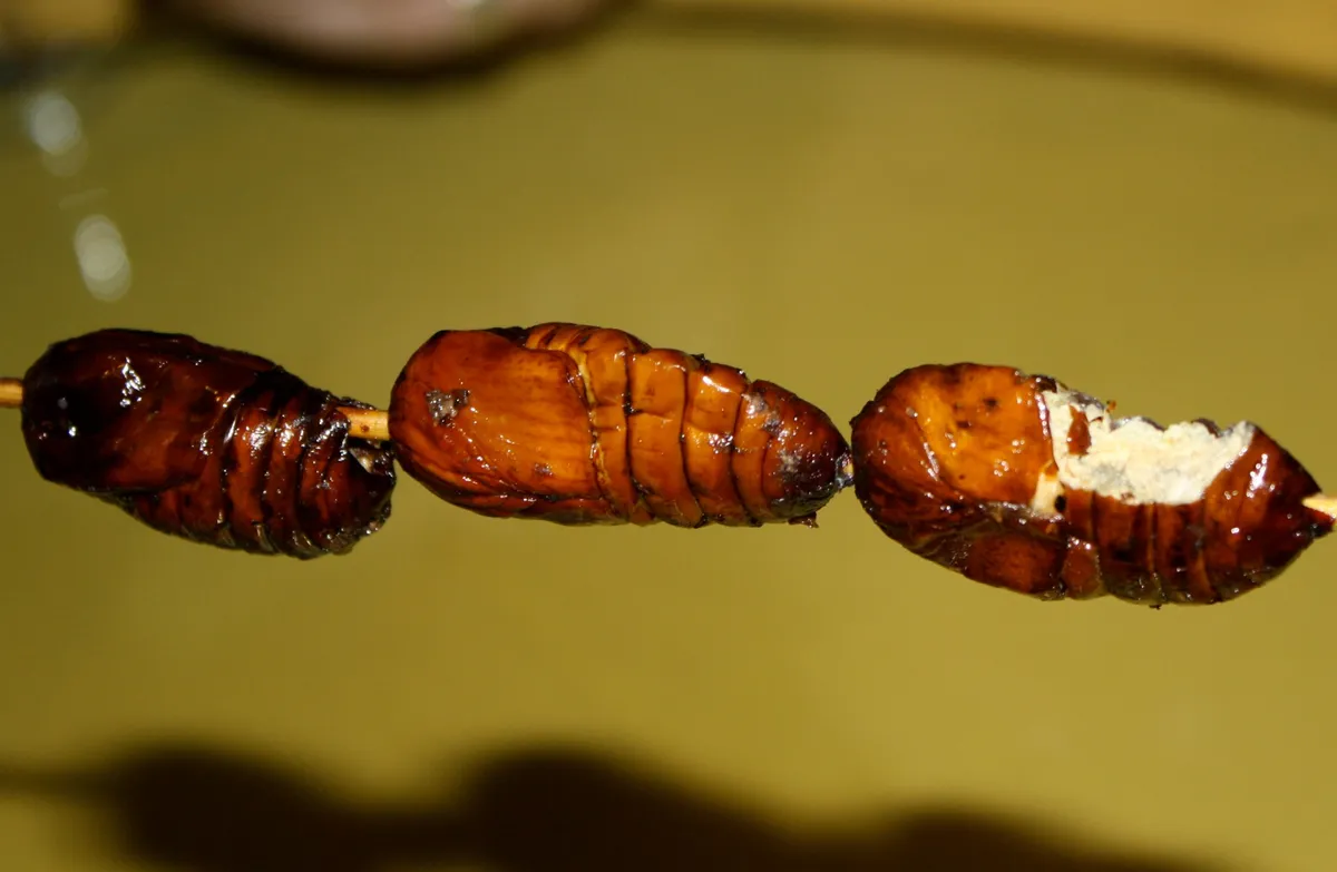 Three fried silkworm lavae on wooden skewers.