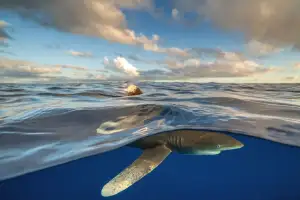 A large gray shark swims just beneath the surface of the ocean, with its dorsal fin visible above the water.