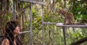 A woman looks up at a small spotted wild cat sitting on a raised platform inside a chain-link enclosure.