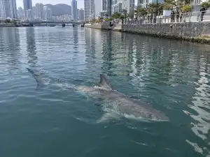 A large gray shark swims near the surface of a city canal, with people standing along the waterside railing.